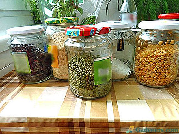 Je důležité vědět, jak ukládat fazole až do příští sklizně doma.