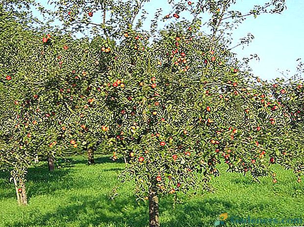 Pomembno je vedeti, zakaj listi na jablani postanejo črni in suhi.