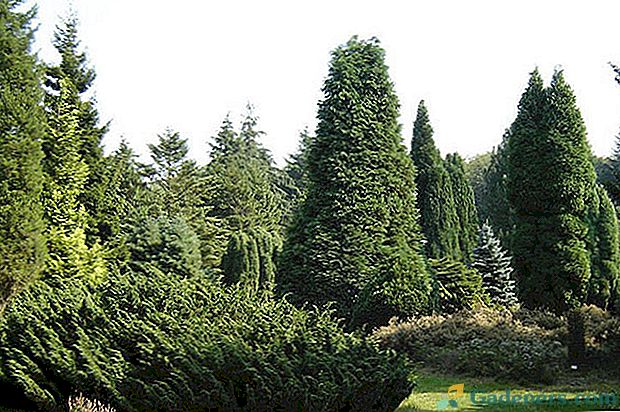 Evergreen stulatków - drzew iglastych