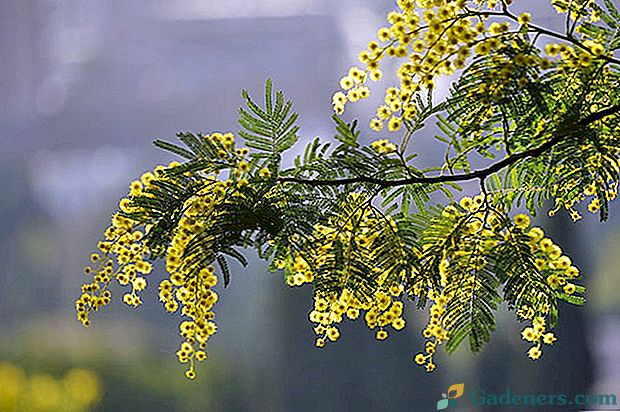 Evergreen akáci strom stříbrný (mimosa)