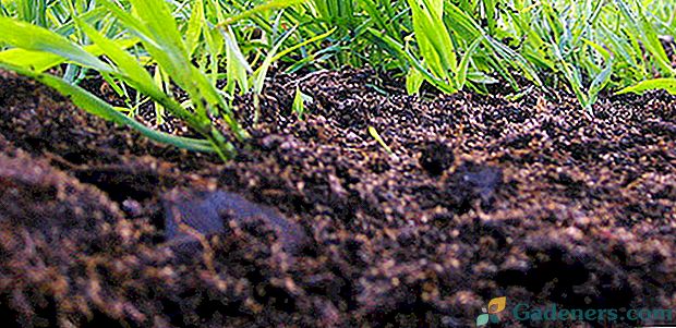 Vodilni faktor plodnosti različnih vrst tal je humus