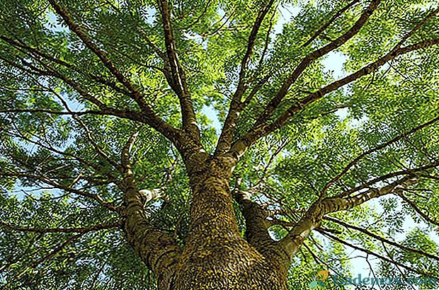 Majestic Garden Warrior - Ash Tree