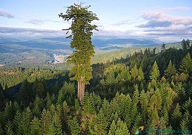 Majestic Sequoia medis užkariauja visus savo pompousness.