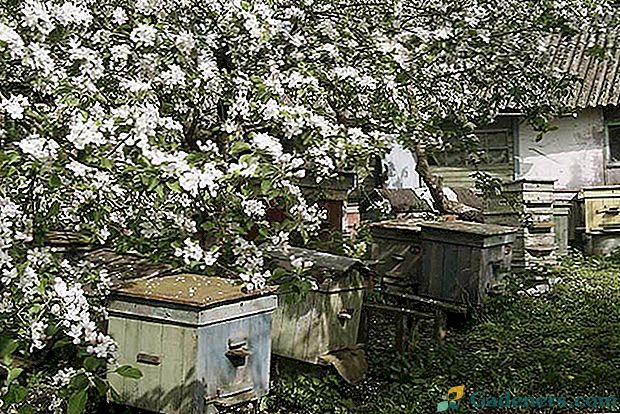 Pomladno delo v čebelnjaku (video in opis)