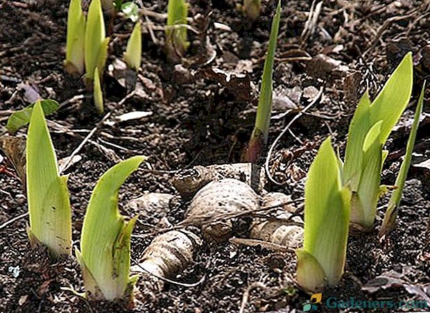 Pomladna skrb za irises: kdaj in kako se hraniti