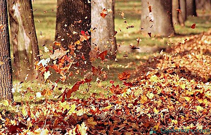 Ar vis dar kovojote su nukritusiais lapais tradiciniais metodais? Daugelis jau pjauna juos.