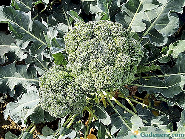 Výběr pro letní chaty nejlepší odrůdy brokolice zelí