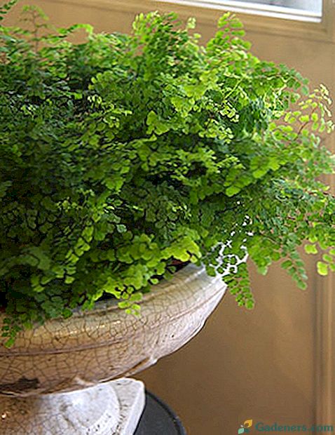 Избирайки растение Adiantum за вашия дом и градина
