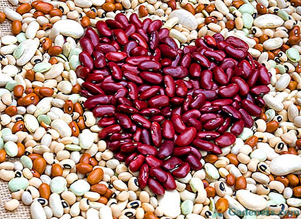 Výběr fazole pro vaši zahradu