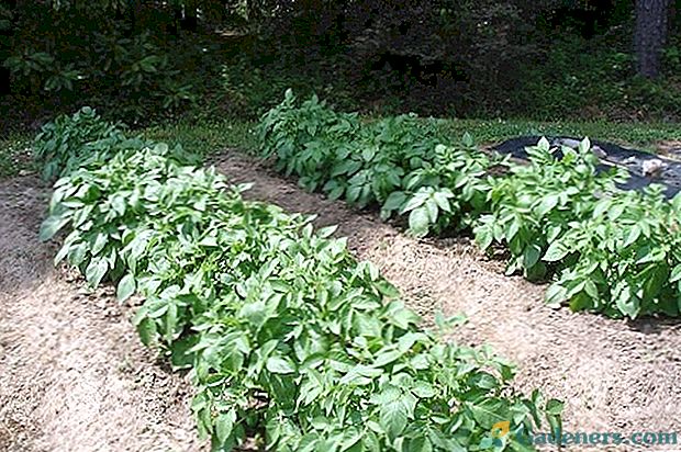 Wybór roślin do sadzenia po ziemniakach