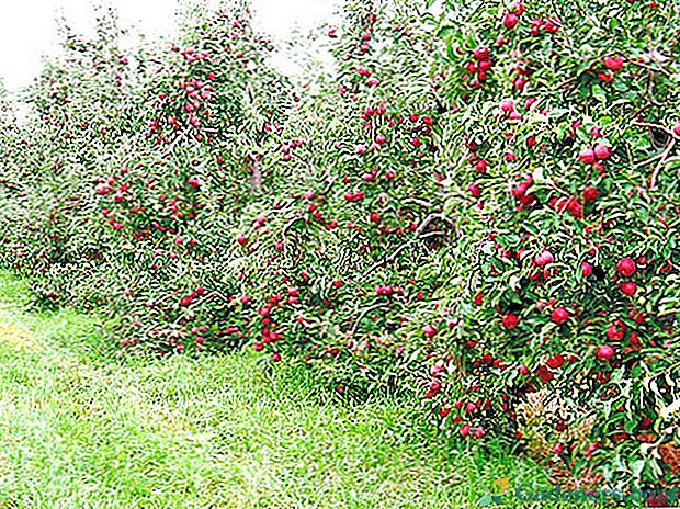 Izbira najboljših sort jablane za moskovsko regijo