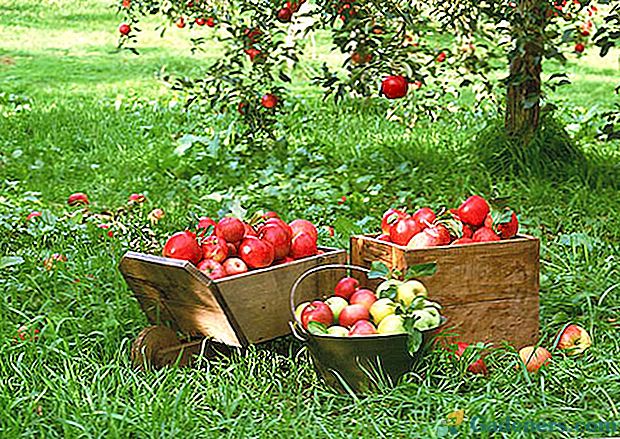 Izberite zgodnje sorte jabolk za fotografije z opisom