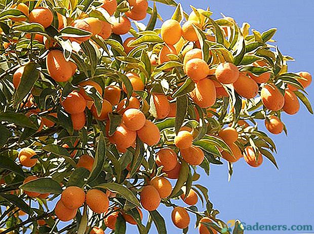 Výběr odrůd kumquat pro zahrady v Rusku