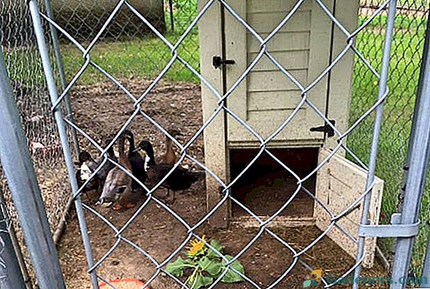 Odabir pravih ograda za kokoš, kopnu, vrt ili povrtnjak