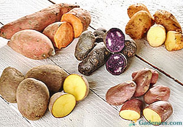 Rodzaje ziemniaków: znane, użyteczne i niezbyt duże
