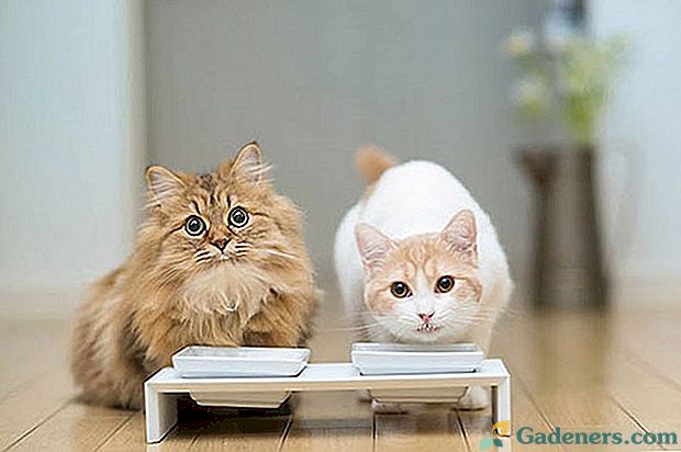 Видове храни за котки, съвети за подбора на храна