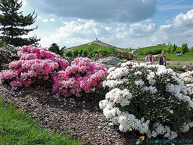 Typy rododendronov - záhradná vanilková obloha