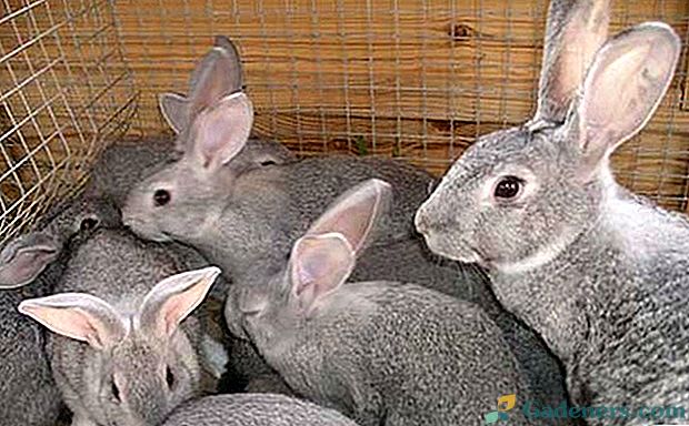 Благоприятни или не разплодни зайци като домашен бизнес