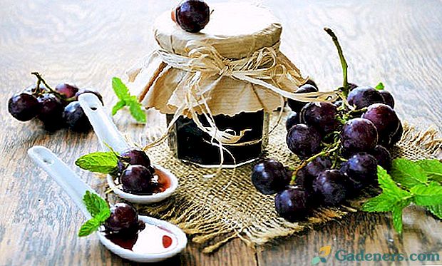 Vīnogu darva - receptes ar vasaras aromātu
