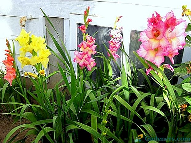 Mēs audzam gladiolu mājās: kā rūpēties par ziediem