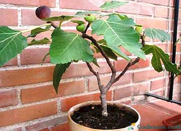 Pestujeme figy: dva spôsoby reprodukcie figového stromu