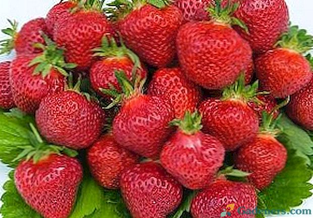 Вирощуємо на дачі смачні ягоди полуниці Альбіон