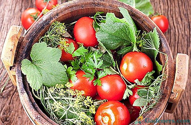 Uprawiamy marynowanie odmian pomidorów w kraju
