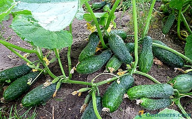 Pestujeme uhorky v otvorenom teréne: obľúbené odrody ovocia
