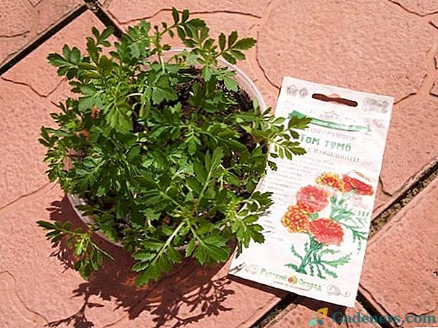 Узгој садница од мариголда: датуми сјемења семена