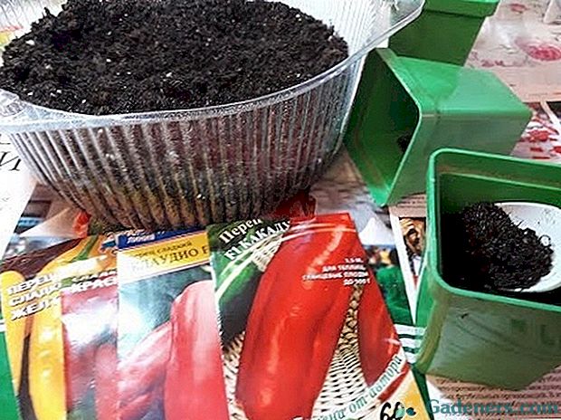 Отглеждане на пипер разсад: как да засадят семена