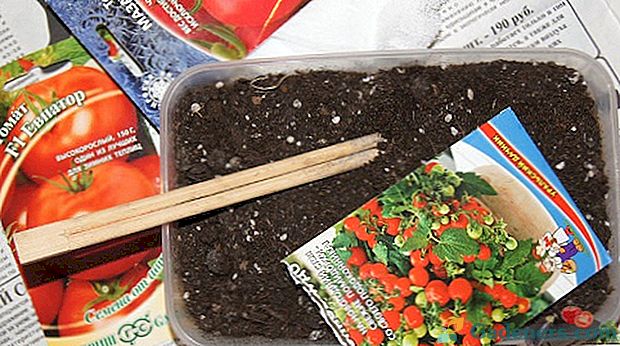 Израђујемо парадајз садња: како биљити семе и како их припремити за сетву