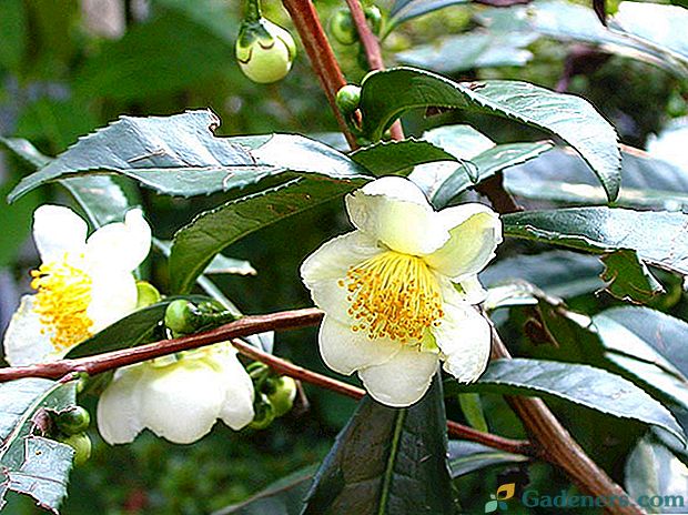 Pestujeme čaj bush v miestnosti - čínska Camellia