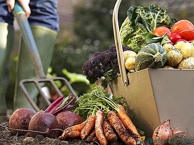 Вирощують на своїх грядках найкорисніші та поживні овочі