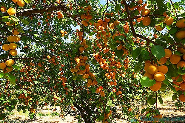 Вирощування абрикос на дачах Підмосков'я