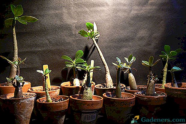 Вирощування адениума з насіння в домашніх умовах