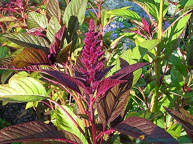 Uzgoj amaranth sadnica - pravila i savjeta