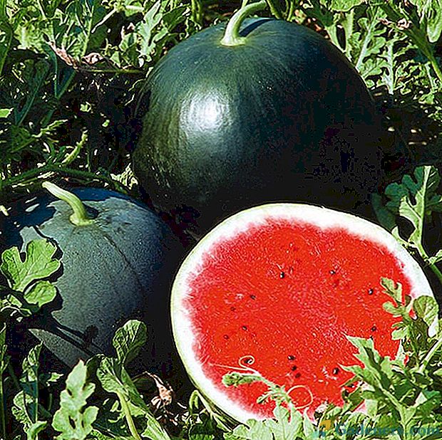 Rosnące arbuzy w ich letnim domku na Syberii