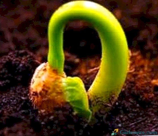 Rosnące begonie z nasion