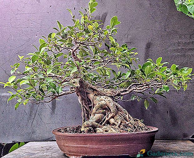 Pěstování ficus bonsai doma