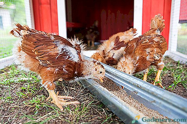 Gojenje piščancev, hranjenje in hranjenje doma