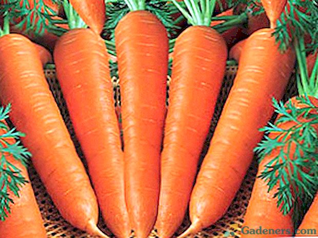 Вирощування і догляд за морквою в відкритому грунті