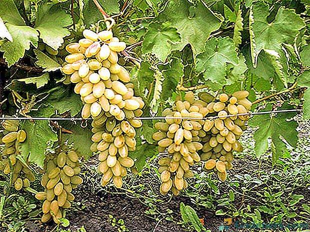 Vīnogu audzēšana un kopšana uz zemes gabala