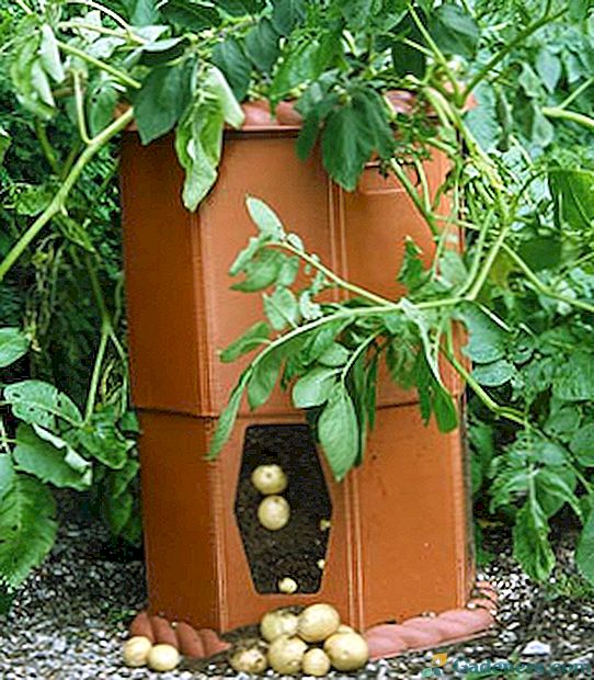 Uzgoj krumpira u bačvi - značajke sadnje, hranjenja i njege