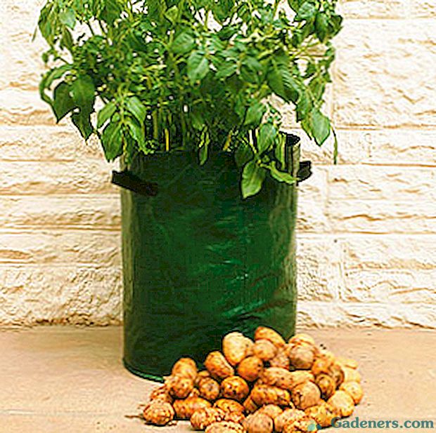 Pěstování brambor v pytlích