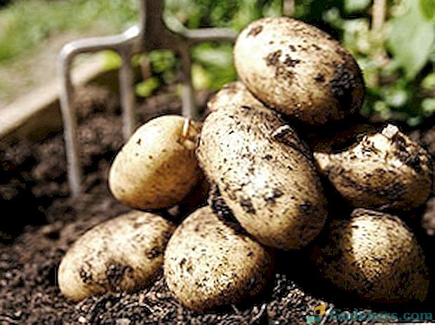Вирощування картоплі