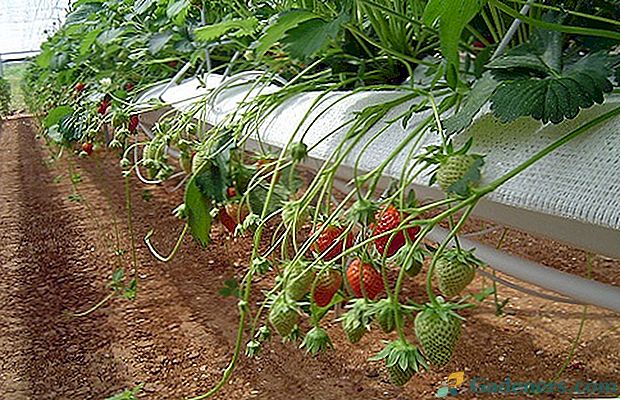 Uprawa truskawek w hydroponice lub w zbiorach przez cały rok