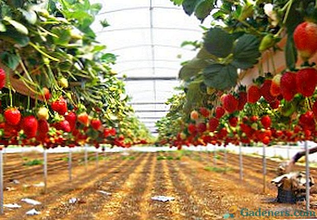 Отглеждане на ягоди, използващи холандска технология