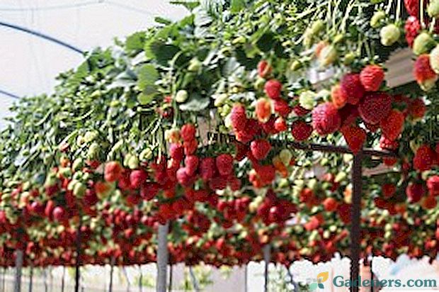 Отглеждане на ягоди в оранжерия: тайните на грижите