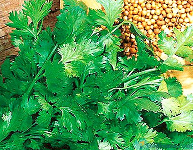 Odrasli koriander iz semen je preprosta stvar za okus in korist.