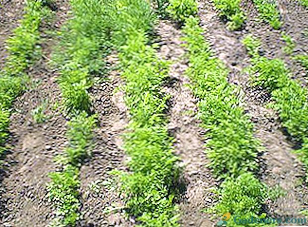 Pestovanie mrkvy v krajine